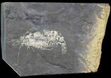 Carboniferous Shrimp-Like Crustacean (Tealliocaris) - Scotland #44409-1